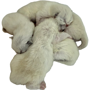 Ragdoll Cat