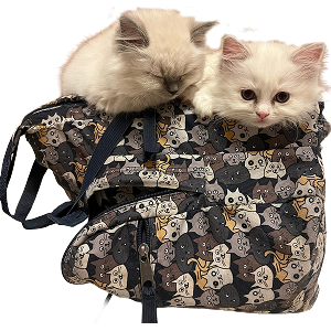 Ragdoll Cat