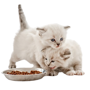 Ragdoll Cat