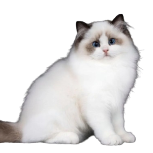 Ragdoll Kittens