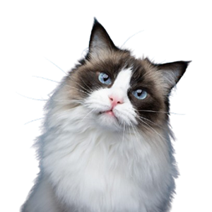 Ragdoll Cat