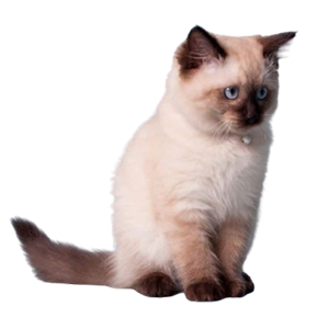 Ragdoll Cat