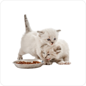 Ragdoll Kittens