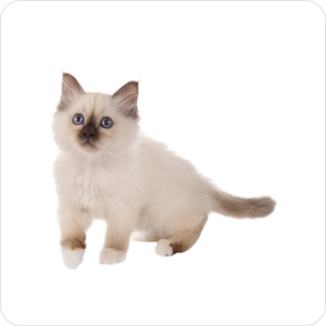 Ragdoll Kittens