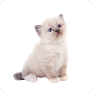 Ragdoll Kittens