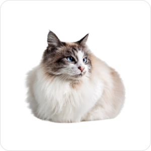 Ragdoll Cat