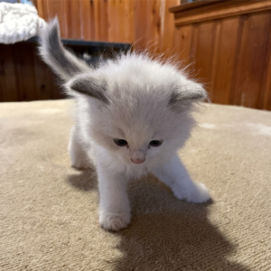 Ragdoll Kittens
