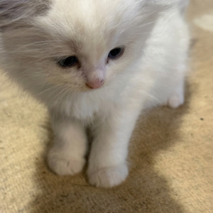 Ragdoll Cat