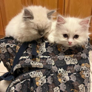 Ragdoll Kittens