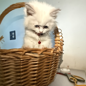 Ragdoll Kittens