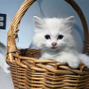 Ragdoll Cat