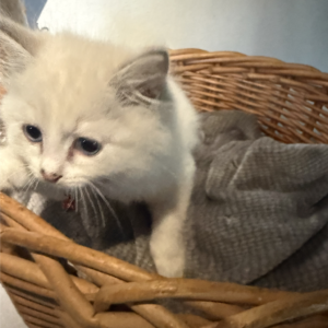 Ragdoll Kittens