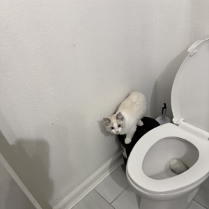 Ragdoll Cat