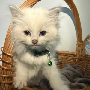 Ragdoll Cat