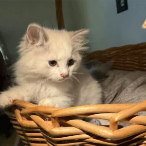 Ragdoll Cat