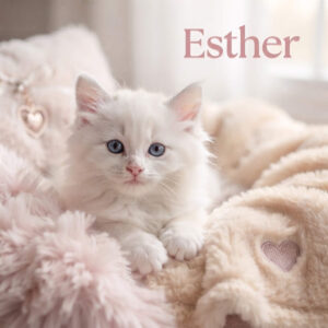 (Blue orange) Esther