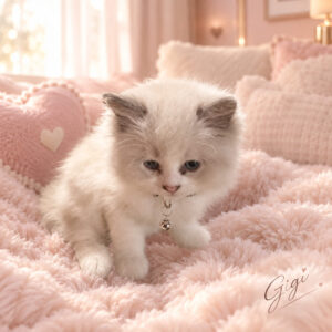 Gigi (pink)